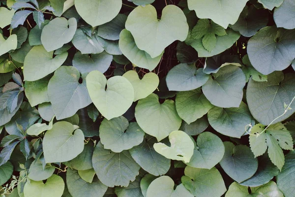 Bush yeşil yaprakları arka plan