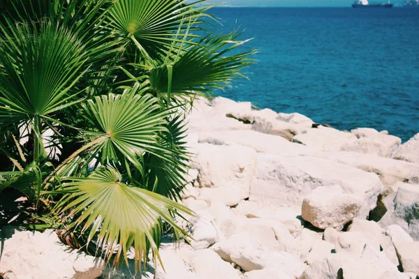 Błękitne Wody Morza Śródziemnego Skalistego Urwiska Palmy — Zdjęcie stockowe