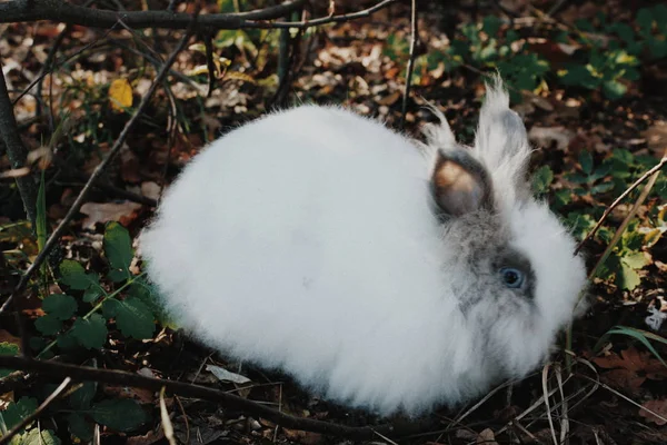 Vit Lurviga Kanin Skogen — Stockfoto