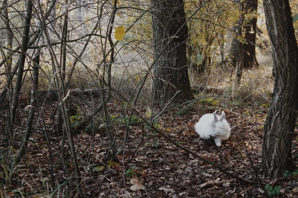 Beyaz Tüylü Tavşan Ormanda — Stok fotoğraf