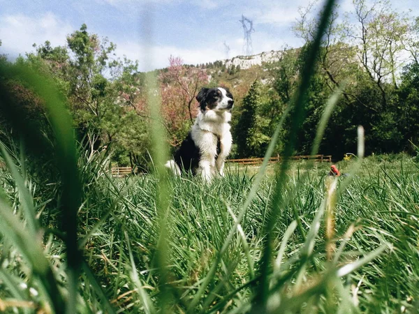 Parkta Sınır Collie Köpek — Stok fotoğraf