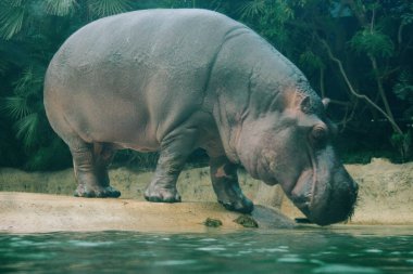 hayvanat bahçesinde su aygırı, su birikintisi