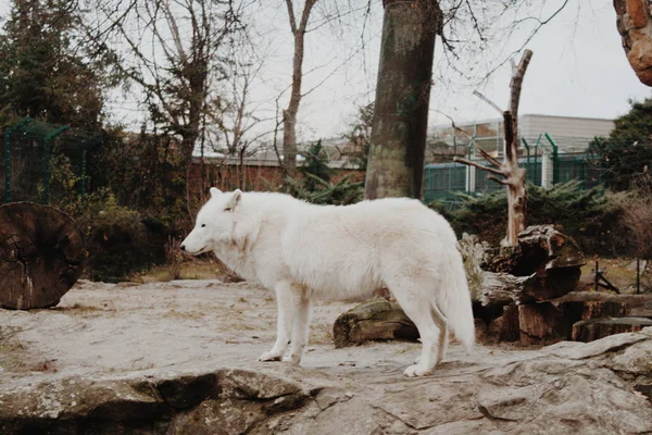 Weißer Wolf Auf Felsigem Stein Berliner Zoo — Stockfoto