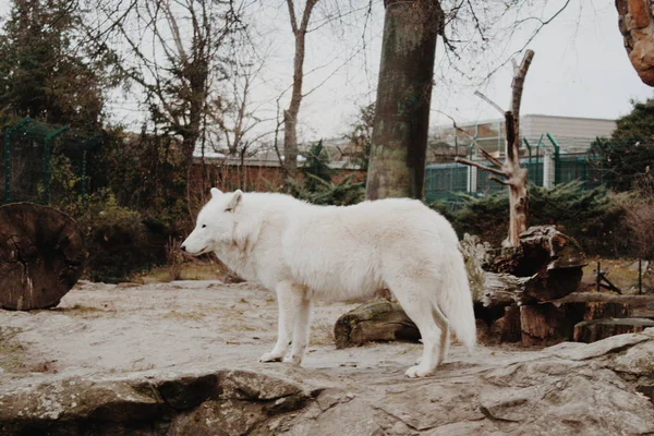 Vit Varg Stenig Sten Berlin Zoo — Stockfoto