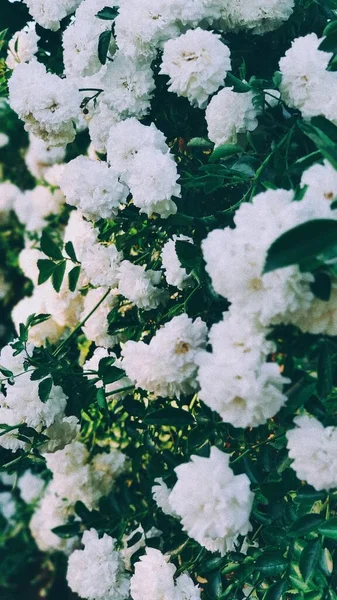 Цветущие Белые Розы Кустах Саду — стоковое фото