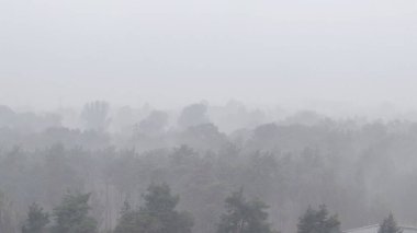 Karpatya ağaçları, bitki örtüsü ve doğa sisli siste