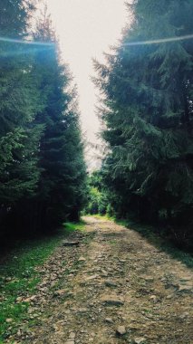 Karpat ağaçları, bitki örtüsü ve doğa