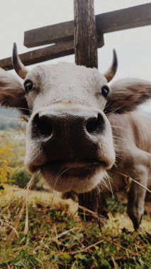 Dağ tarlasında sığır, inek burnu