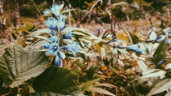 Campo Salvaje Cárpatos Flores Campana Azul Hierba — Foto de Stock