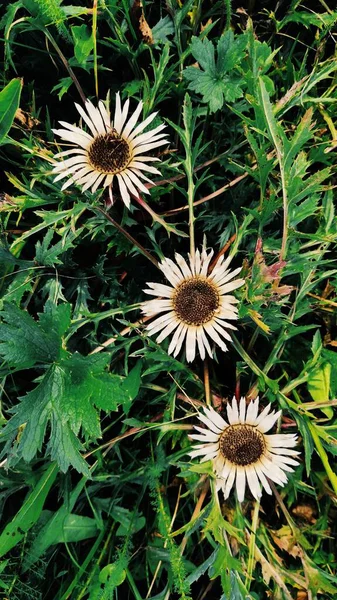 Дикое Поле Карпаты Белые Цветы Траве — стоковое фото