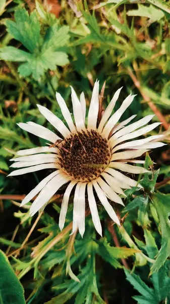 Лесная Флора Дикое Поле Карпатский Белый Цветок Траве — стоковое фото