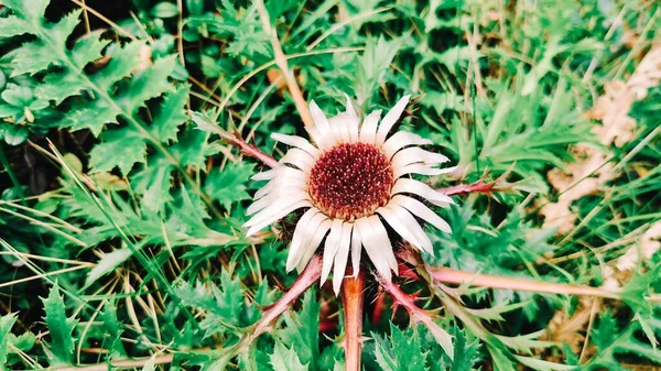 Лесная Флора Дикое Поле Карпатский Белый Цветок Траве — стоковое фото