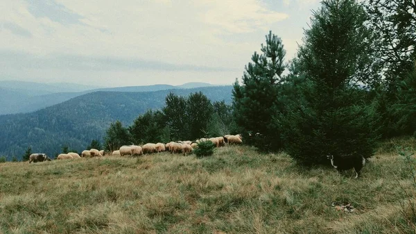 Природа Красота Овцы Животные Лугу — стоковое фото