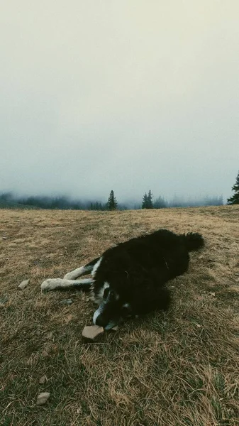 Hund Liegt Gebirge Feld Neblige Wolken — Stockfoto