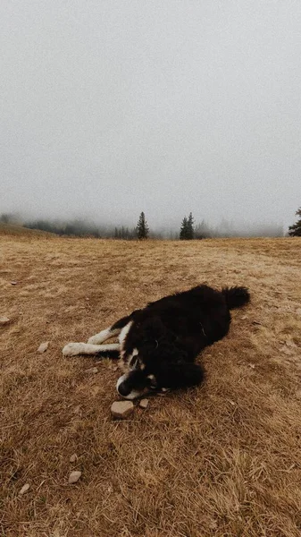 Собака Лежить Гірському Полі Туманні Хмари — стокове фото