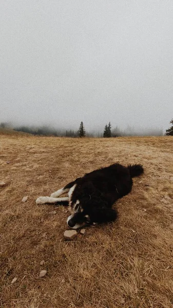 Hund Som Ligger Bergen Fält Dimmiga Moln — Stockfoto