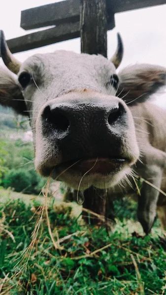 Nahaufnahme Kuh Tier Gebirge Feld — Stockfoto