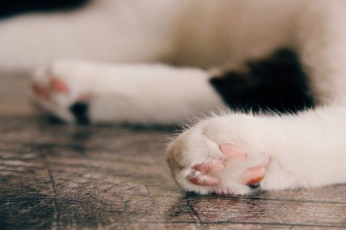 Kedi bacaklarının pençelerini kapat 