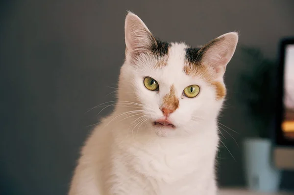 one white cat with tongue looking at camera