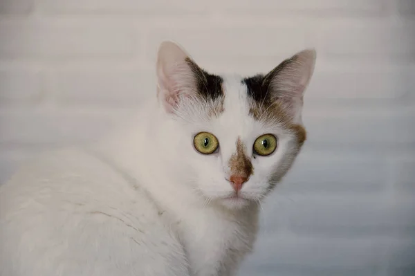 Один Білий Кіт Зеленими Очима — стокове фото