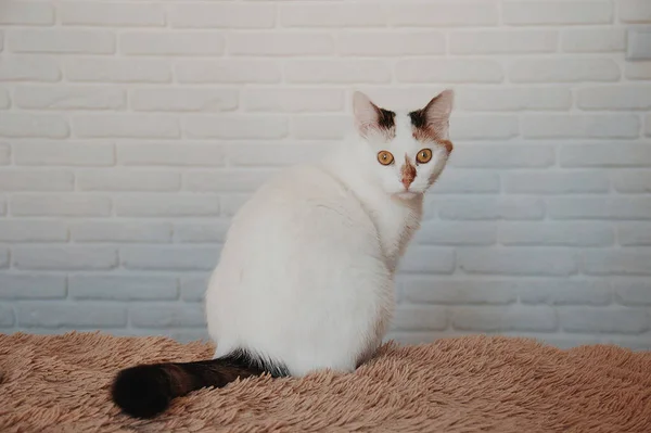 Beyaz bir kedi evde, yatakta, tüylü bir battaniyeyle tuğla bir duvar. 