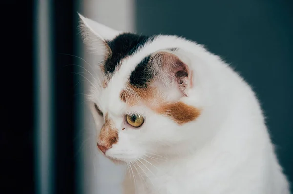 Satu Kucing Putih Potret Kepala — Stok Foto
