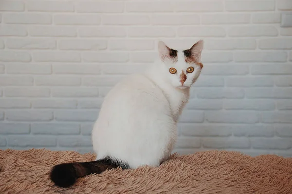 Egy Fehér Macska Otthon Ágyon Bolyhos Takaróval Egy Téglafal Stock Fotó