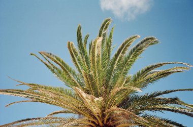 film photo, palm tree with its long, green fronds spreading out against a clear, vibrant blue sky