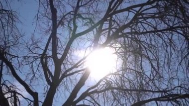 güneşin ışığı ağaçların arasından kırılıyor