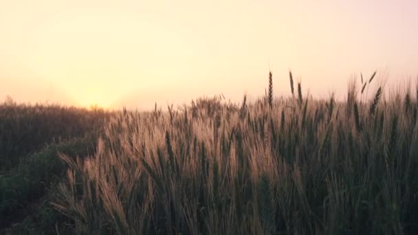 Tarla yazın, şafakta, sislerin altında, buğday dallarıyla dolu. Yavaş çekim — Stok video