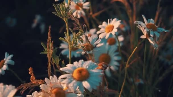 Camomilas de campo flores al amanecer con gotas de rocío — Vídeo de stock