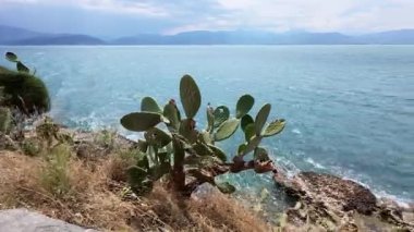 A coastal landscape in Greece features cactus and Mediterranean vegetation near stormy waters and distant mountains.