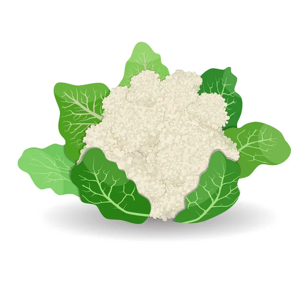 Cauliflower isolated on white background. Flat style — Stock Vector