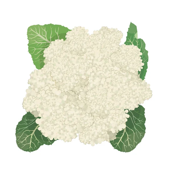 Blumenkohl isoliert auf weißem Hintergrund. Flacher Stil — Stockvektor