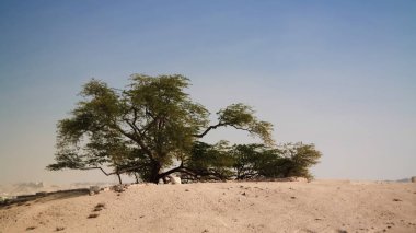 Legendary tree of life in bahrain desert clipart