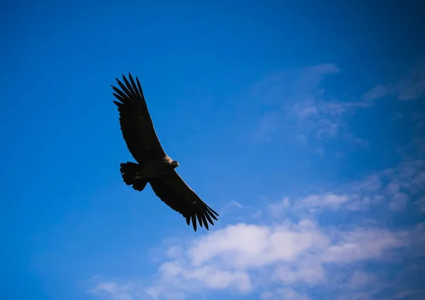 Condors Colca Canyon Condor Cross Cruz Del Condor Viewpoint Chivay — Stock Photo, Image