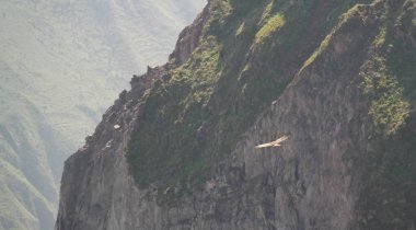 Condor Condor çapraz veya Cruz Del Condor bakış açısı Chivay, Peru Colca Kanyon'da yukarıda