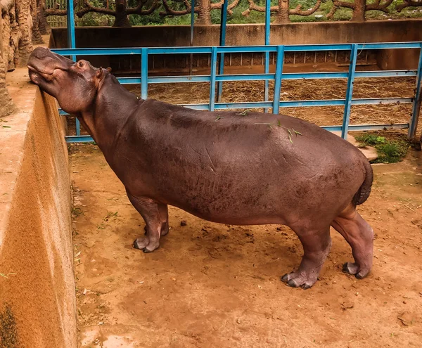 Portret Eatin Hipopotam Niamey Niger — Zdjęcie stockowe
