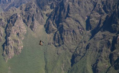 Condor Condor çapraz veya Cruz Del Condor bakış açısı Chivay, Peru Colca Kanyon'da yukarıda