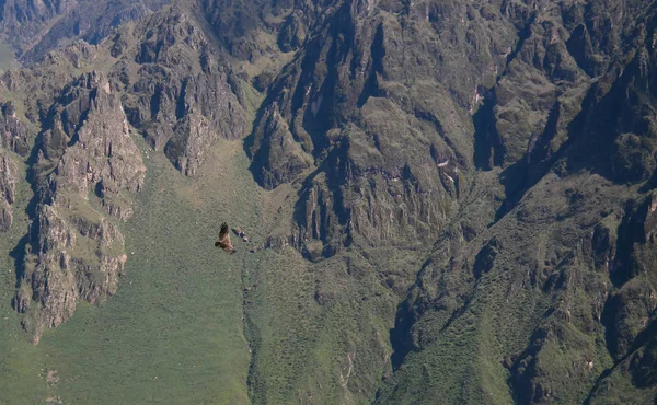 Condor Condor çapraz veya Cruz Del Condor bakış açısı Chivay, Peru Colca Kanyon'da yukarıda