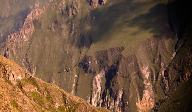 Condor Condor çapraz veya Cruz Del Condor bakış açısı Chivay, Peru Colca Kanyon'da yukarıda