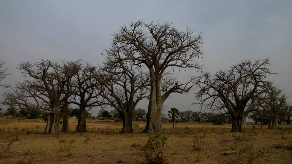 Paisagem Com Bosque Baobás Pôr Sol Perto Tchamba Camarões — Fotografia de Stock
