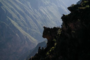 Condor Condor çapraz veya Cruz Del Condor bakış açısı Chivay, Peru Colca Kanyon'da yukarıda