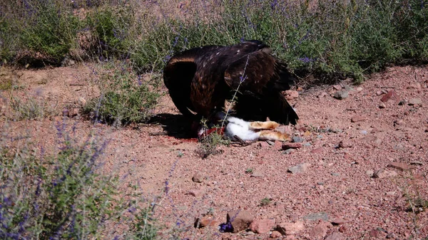 Hunting Golden Eagle Aka Berkut Its Prey Hare Bokonbayevo Kyrgyzstan — Stock Photo, Image