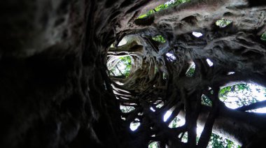 ölümüne ficus Boabeng Fiema maymun kutsal Techiman, Gana, gövde kaplı Liana