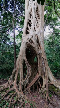 ölümüne ficus Boabeng Fiema maymun kutsal Techiman, Gana, gövde kaplı Liana