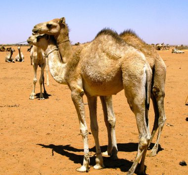 Omdurman Sudan'daki deve piyasada Develer