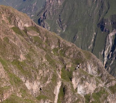 Condor Condor çapraz veya Cruz Del Condor bakış açısı Chivay, Peru Colca Kanyon'da yukarıda
