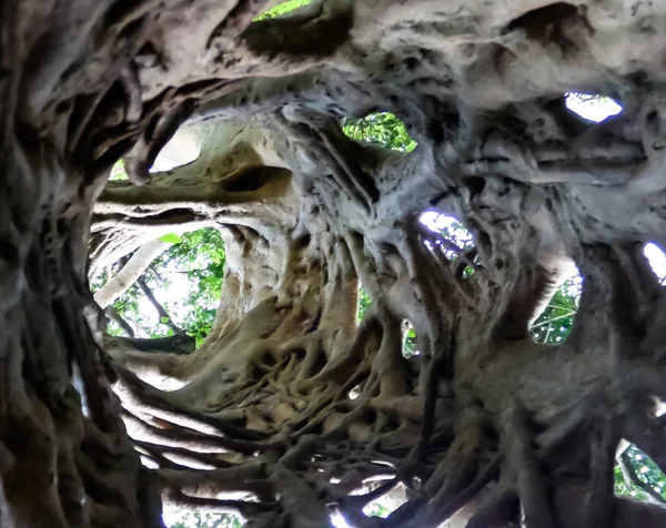 Liana Covered Trunk Ficus His Death Boabeng Fiema Monkey Sanctuary — Stock Photo, Image