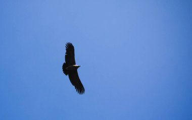 Condor Condor çapraz veya Cruz Del Condor bakış açısı Chivay, Peru Colca Kanyon'da yukarıda
